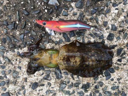 今年初アオリイカ